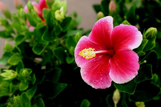 Hibiscus helps with Impotence