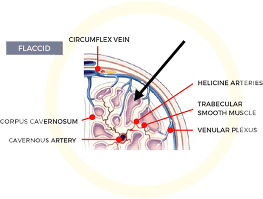 blood-flow-before