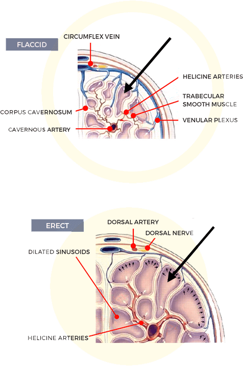 Infograph